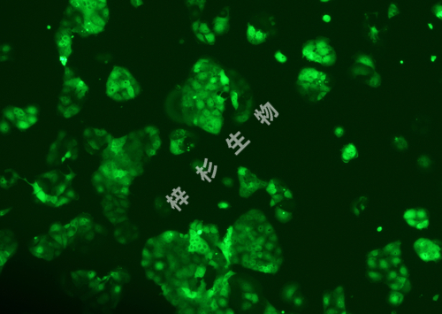 HUH-6-LUC-GFP-荧光.jpg