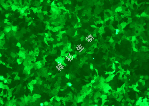 HuH-7-LUC-GFP-荧光.jpg