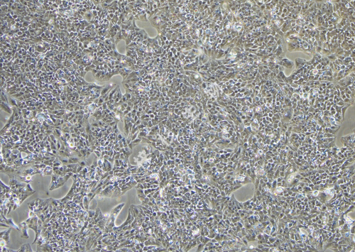 Li-7-LUC-GFP-白光.jpg