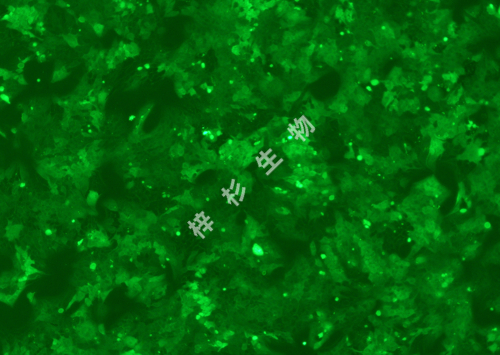 Li-7-LUC-GFP-荧光.jpg