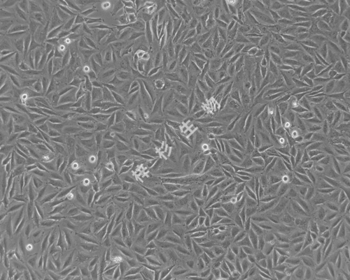 LN229-LUC-GFP-白光.jpg