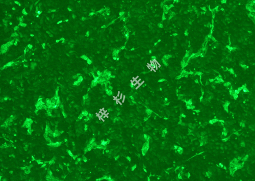 LN229-LUC-GFP-荧光.jpg