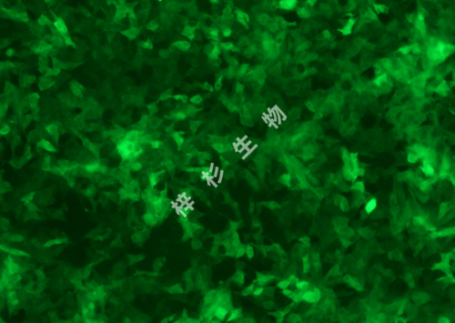Mahlavu-LUC-GFP-荧光.jpg