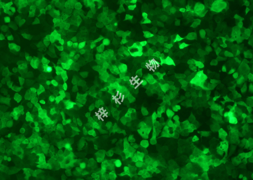 MHCC97-H-LUC-GFP-荧光.jpg