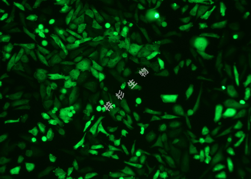 NCI-H226-LUC-GFP-荧光.jpg