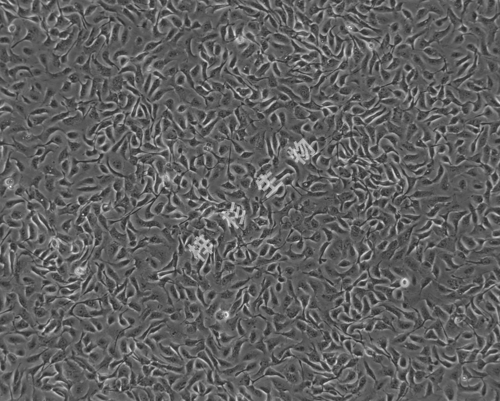 NCI-H292-LUC-GFP-白光.jpg