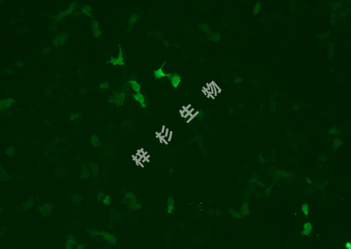 NCI-H292-LUC-GFP-荧光.jpg