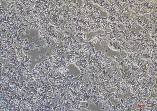 NCI-H441-LUC-GFP-白光.jpg