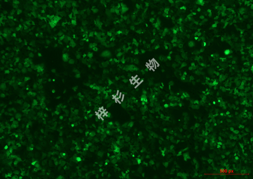 NCI-H441-LUC-GFP-荧光.jpg