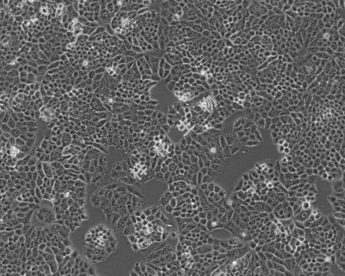 NCI-H460-LUC-GFP-白光.jpg
