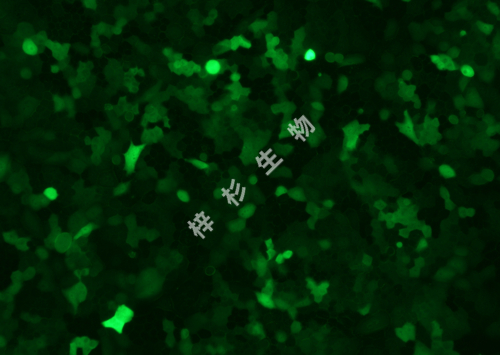 NCI-H460-LUC-GFP-荧光.jpg