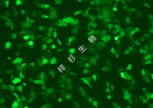 NCI-H661-LUC-GFP-荧光.jpg