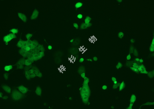 NCI-H1299-LUC-GFP-荧光.jpg
