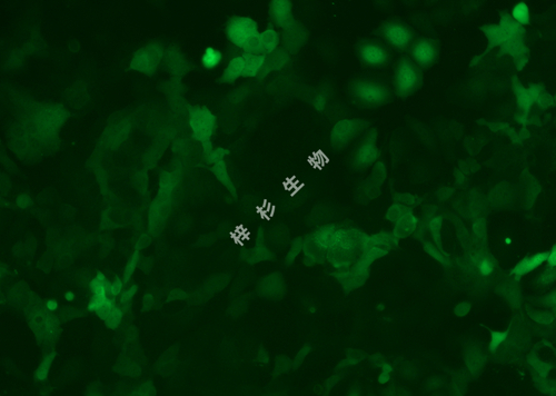NCI-H1568-LUC-GFP-荧光.jpg