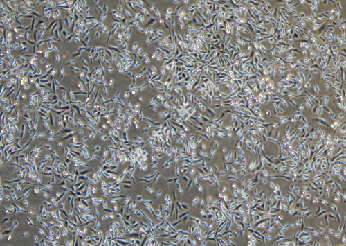 NCI-H1703-LUC-GFP-白光.jpg
