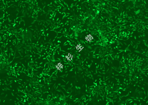 NCI-H1703-LUC-GFP-荧光.jpg