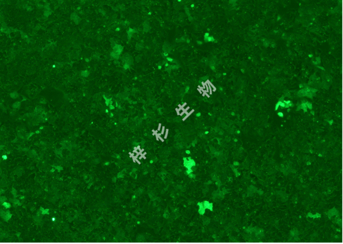 NCI-H1944-LUC-GFP-荧光.jpg