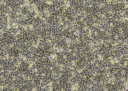 RKO-LUC-GFP-白光.jpg
