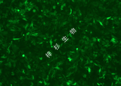 RKO-LUC-GFP-荧光.jpg