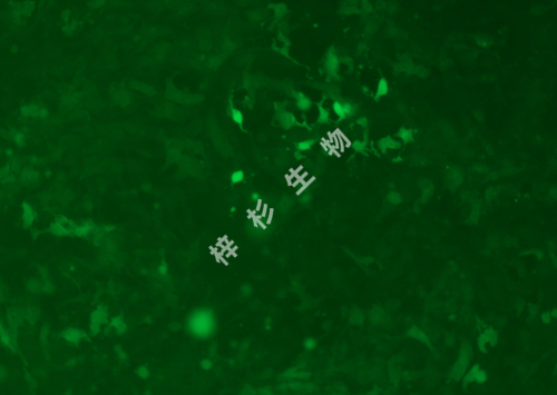 SK-MES-1-LUC-GFP-荧光.jpg