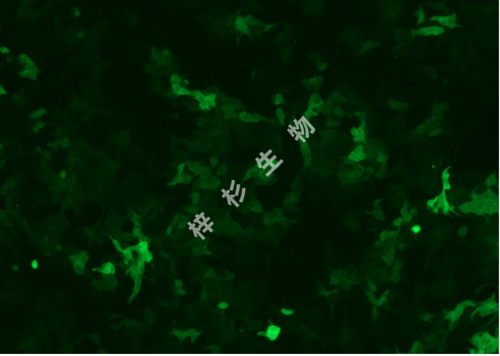 SNU-387-LUC-GFP-荧光.jpg