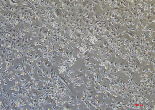 YT-549-LUC-GFP-白光.jpg