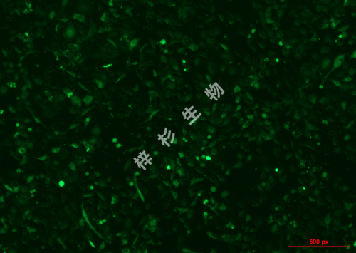 YT-549-LUC-GFP-荧光.jpg