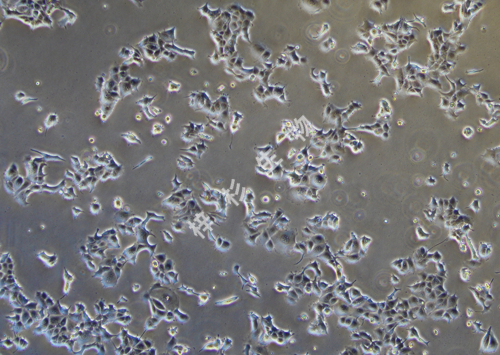 MCF-7-LUC-GFP-白光.jpg