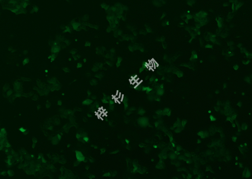MCF-7-LUC-GFP-荧光.jpg