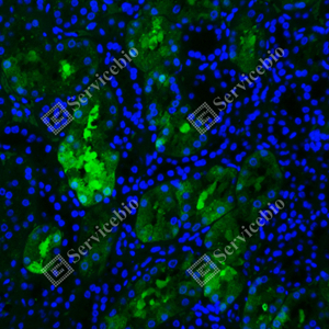 05 GB115541_FGFR1_green_d100_H kidney_20x_IF.jpg