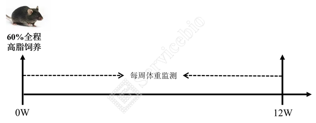 1、动物造模及取材.jpg