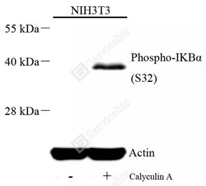 02 GB15212_Phospho-IKB alpha（S32）_A121_d500_WB.png