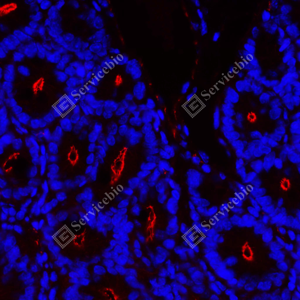 01 GB151981_ZO1 tight junction protein-red_A139_A13920240524_d800_M small intestine_40.0x_IF.png