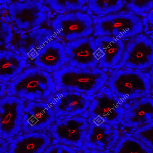 02 GB151981_ZO1 tight junction protein-red_A139_A13920240524_d800_R small intestine_40.0x_IF.png