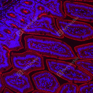 07 GB151981_ZO1 tight junction protein-red_A139_A13920240524_d800_M ileum_20.0x_IF.png