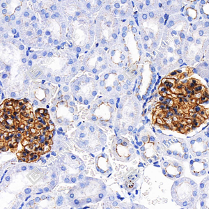 9 GB151981_ZO1 tight junction protein_A139_A13920240524_d800 M kidney_35.0x_IHC.png