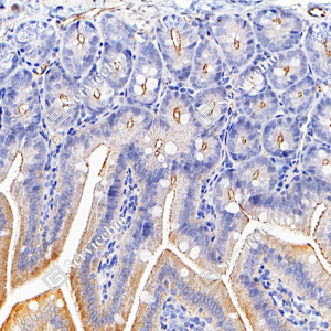 13 GB151981_ZO1 tight junction protein_A139_A13920240524_d800 M ileum_30.0x_IHC.png