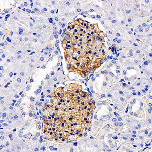 05 GB115686_ZO1 tight junction protein_C3502_C350223091903_d1000_R kidney_40.0x_IHC_WM.jpg