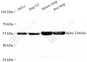 01 ZB15200-HRP_alpha Tubulin_d3000_WB_WM.png