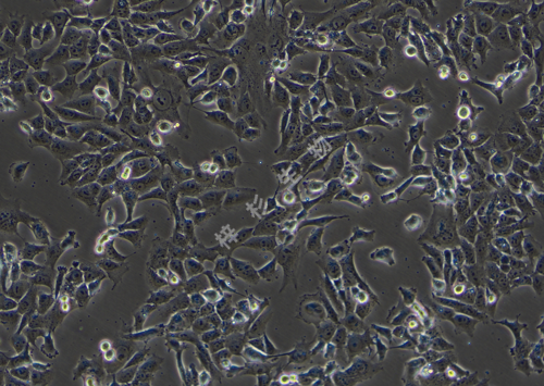 143B-LUC-GFP-白光.png