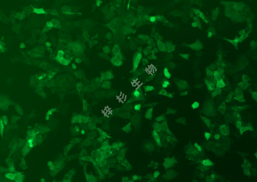 143B-LUC-GFP-荧光.png