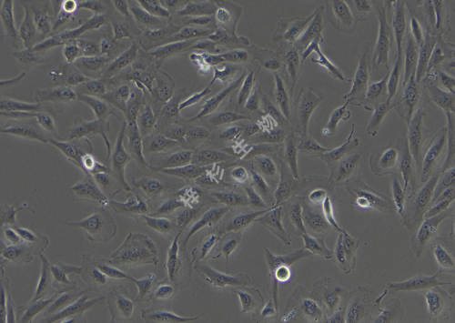 786-0-LUC-GFP-白光.png