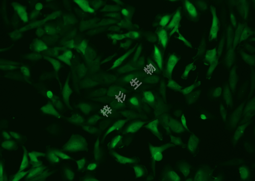 786-0-LUC-GFP-荧光.png