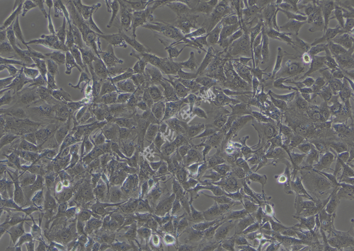 A172-LUC-GFP-白光.png