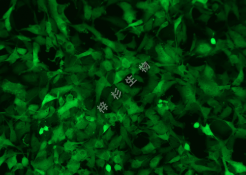 A172-LUC-GFP-荧光.png