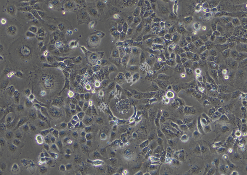 A-253-LUC-GFP-白光.png