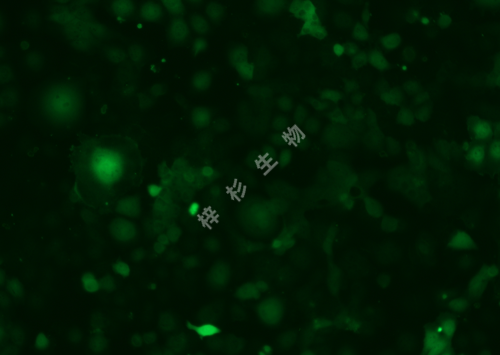 A-253-LUC-GFP-荧光.png