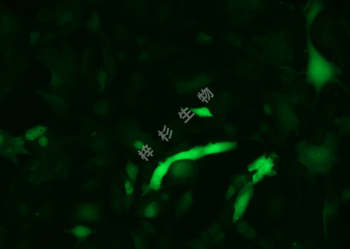 ACHN-LUC-GFP-荧光.png