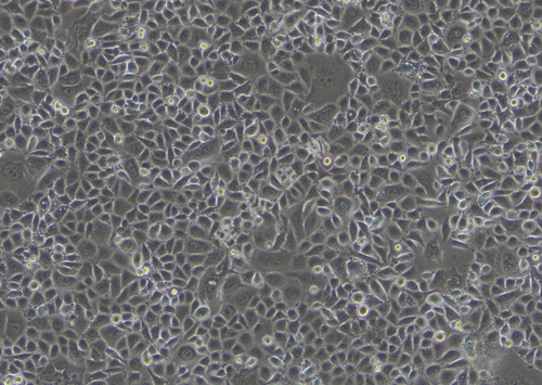 AGS-LUC-GFP-白光.png
