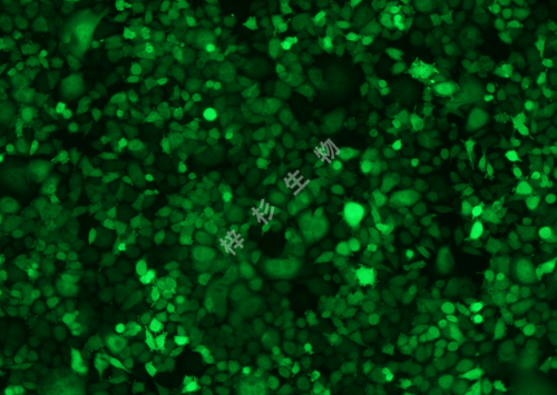 AGS-LUC-GFP-荧光.png